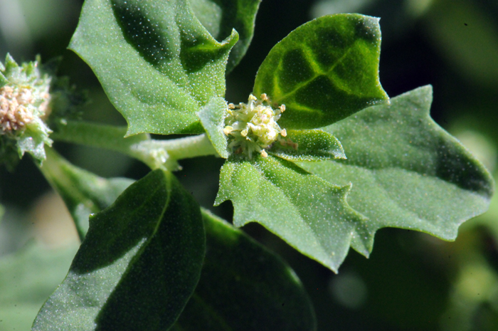 Mat Amaranth has small male and female flowers (monecious) from leaf axils. Note the yellow-tipped stamens on the male flowers in the photo. Amaranthus blitoides